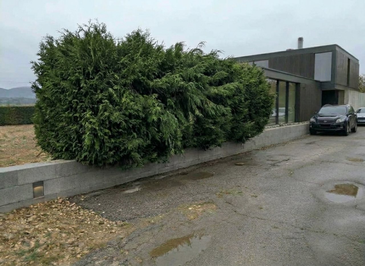 Avant : taille d'une haie de cyprès